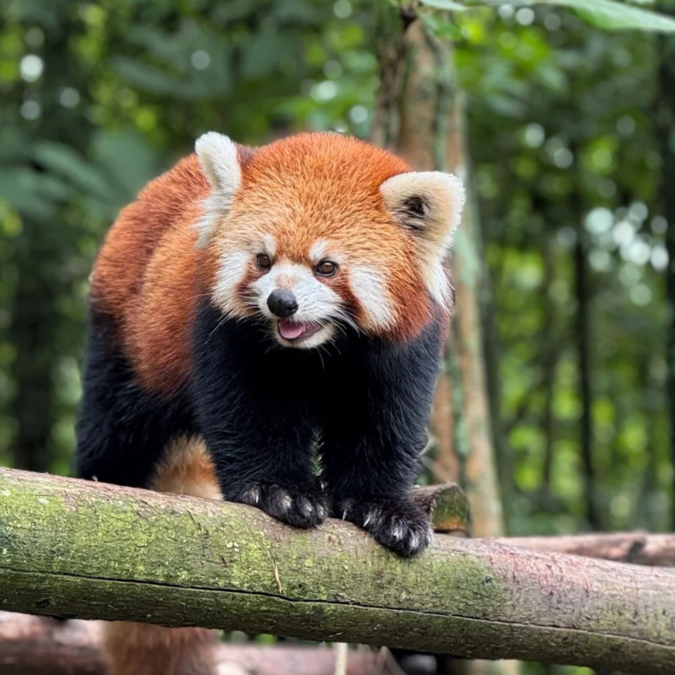 5D4N · Private Tours · Chengdu + Jiuzhaigou + Huanglong National Scenic Area