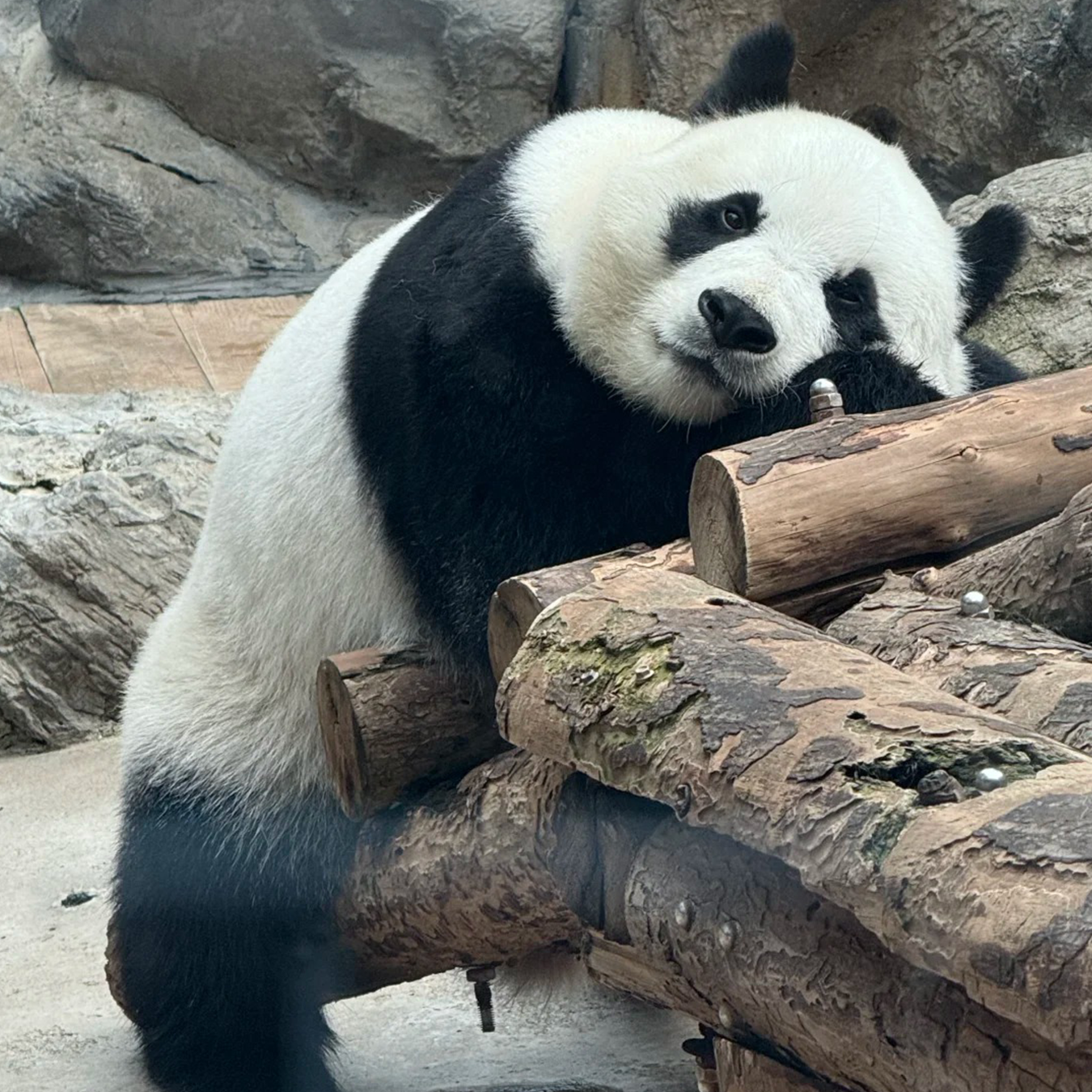 成都魅力文化一日游：熊猫与都市活力的融合（8小时精华版）