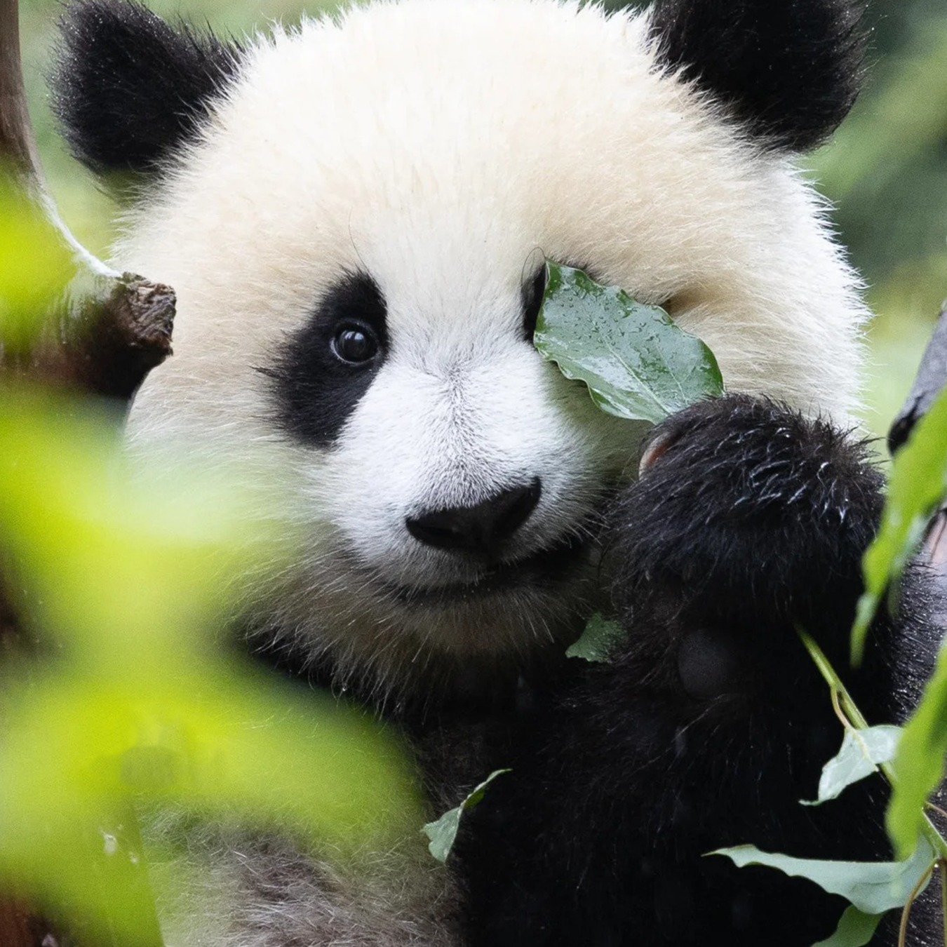 5D4N · Private Tours · Chengdu + Jiuzhaigou + Huanglong National Scenic Area