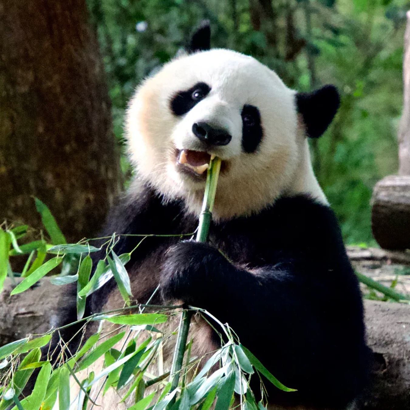 成都魅力文化一日游：熊猫与都市活力的融合（8小时精华版）